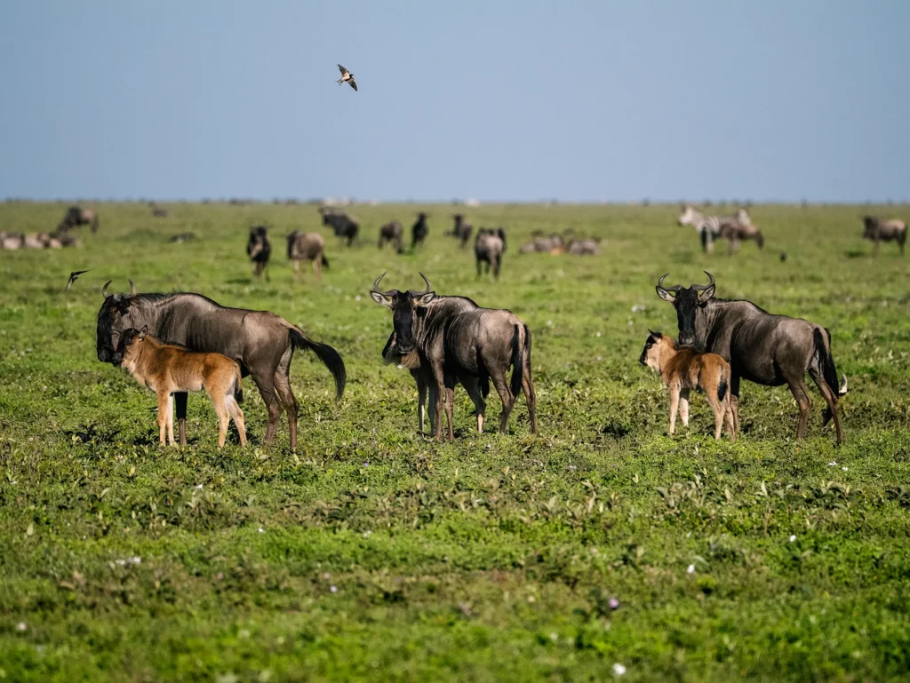 Wildebeests with their calves in Ndutu in Southern Serengeti, Tanzania