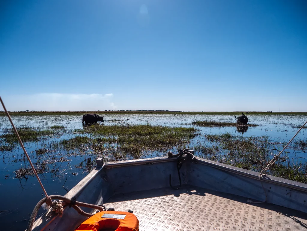 Old buffalos on a Chobe Riverfront safari, Botswana
