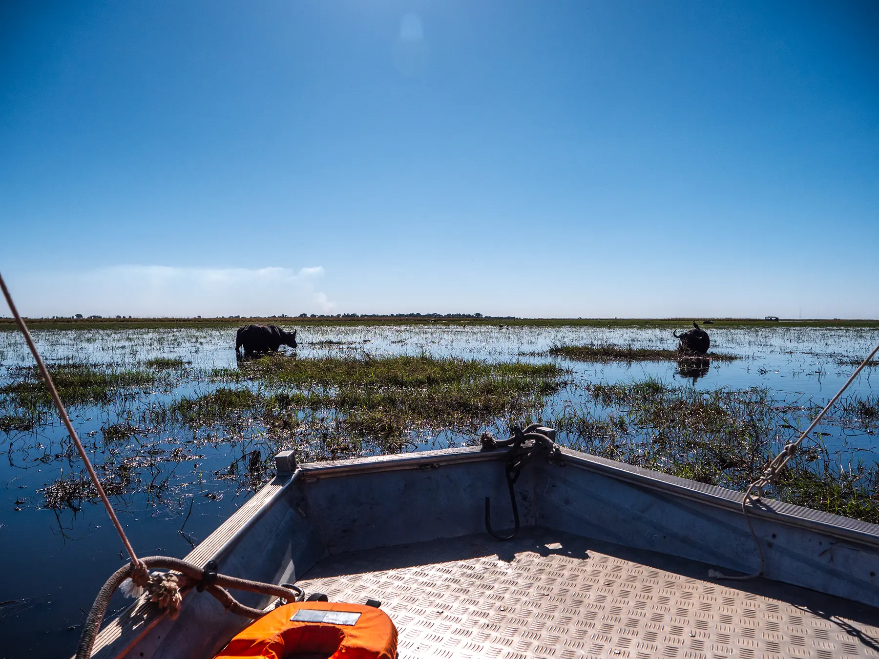 Old buffalos on a Chobe Riverfront safari, Botswana