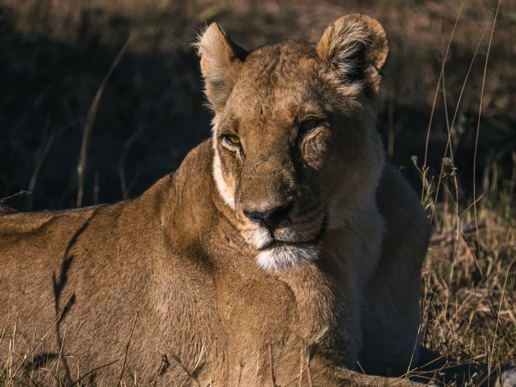 Lioness in Khwai Community Area, Botswana