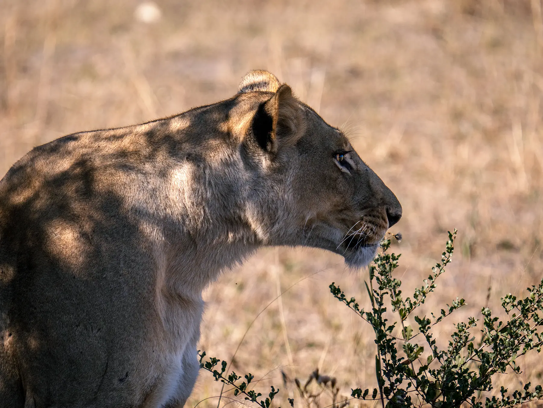 Lioness looking for prey in Botswana.