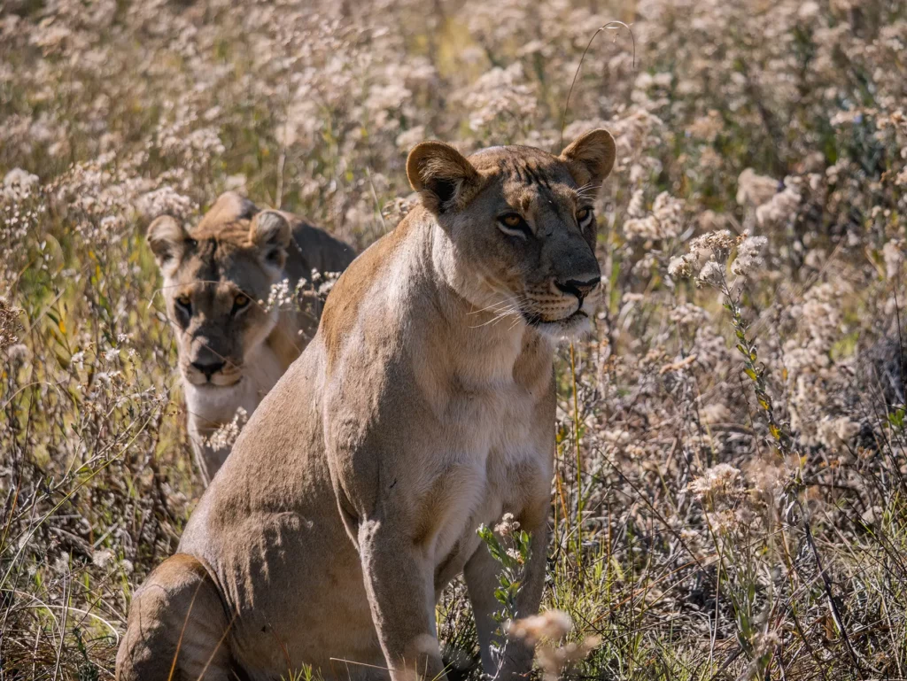 Lioness in Khwai Community Area, Botswana