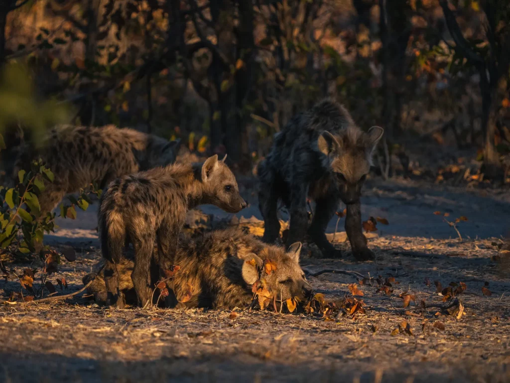 Hyena family in Botswana