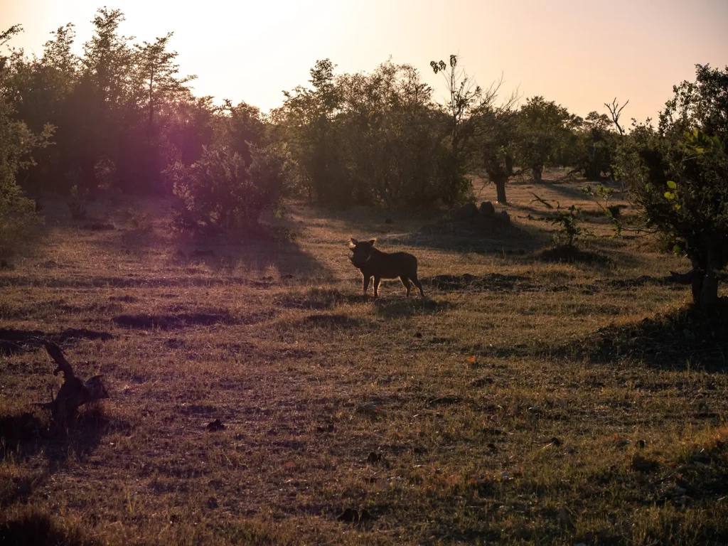 Warthog at sunrise in Moremi Game, Okavango Delta, Reserve Botswana