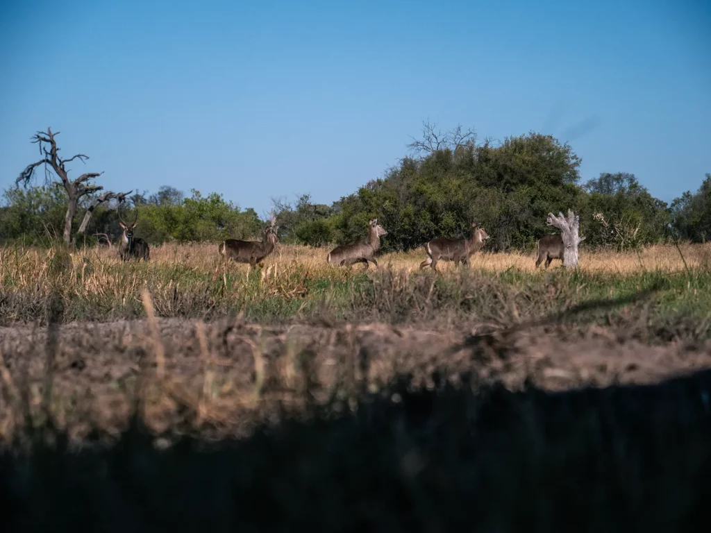 Waterbucks are startled as two lionesses advance (out of shot to the left) in Khwai Community Area, Botswana.