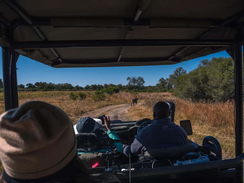 Ella Mckendrick Tracking a lioness on safari in Khwai Community Area, Botswana, with a local operator.
