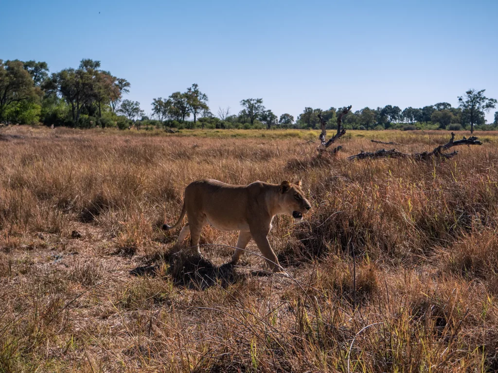 Lioness in Khwai Community Area, Botswana