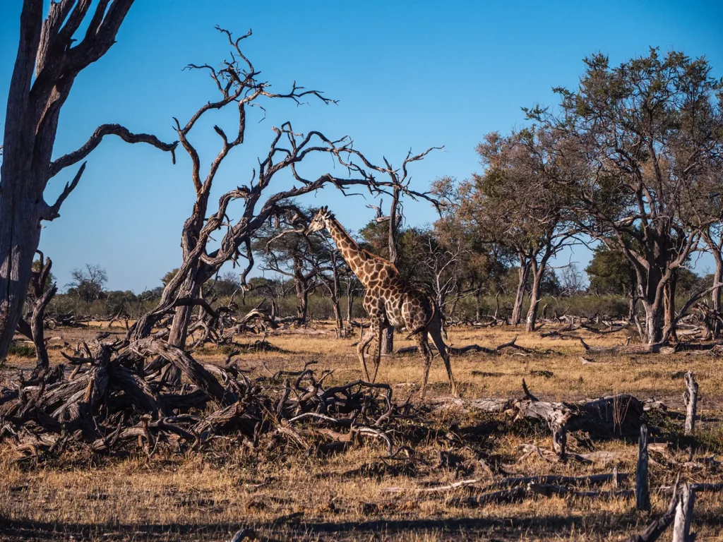 Giraffe in Moremi Game, Okavango Delta, Reserve Botswana