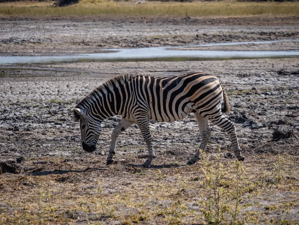 Lone zebra in Botswana