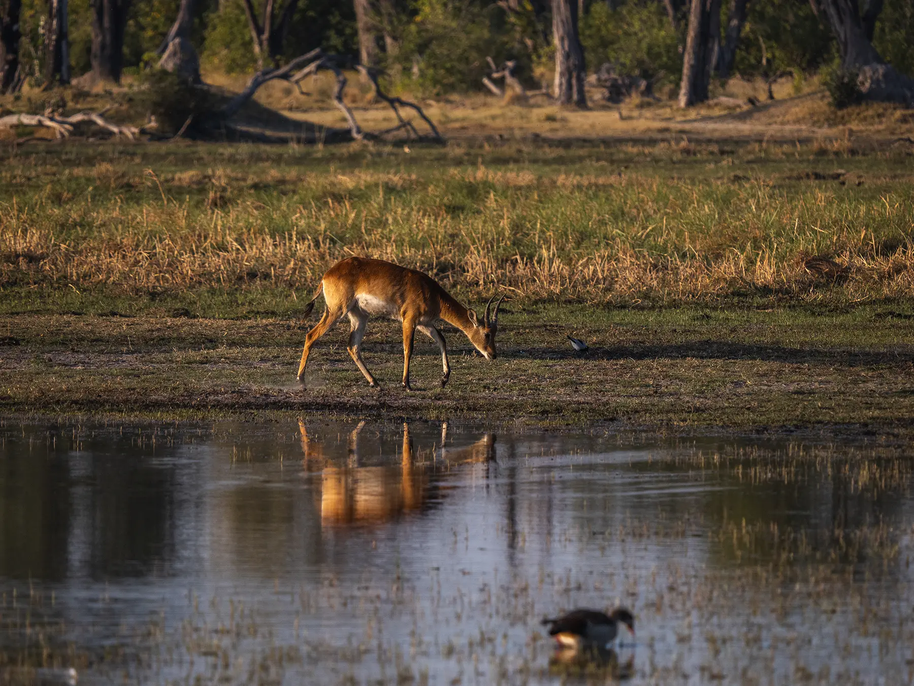 red lechwe antelope grazing near the water’s edge in Moremi Game, Okavango Delta, Reserve Botswana