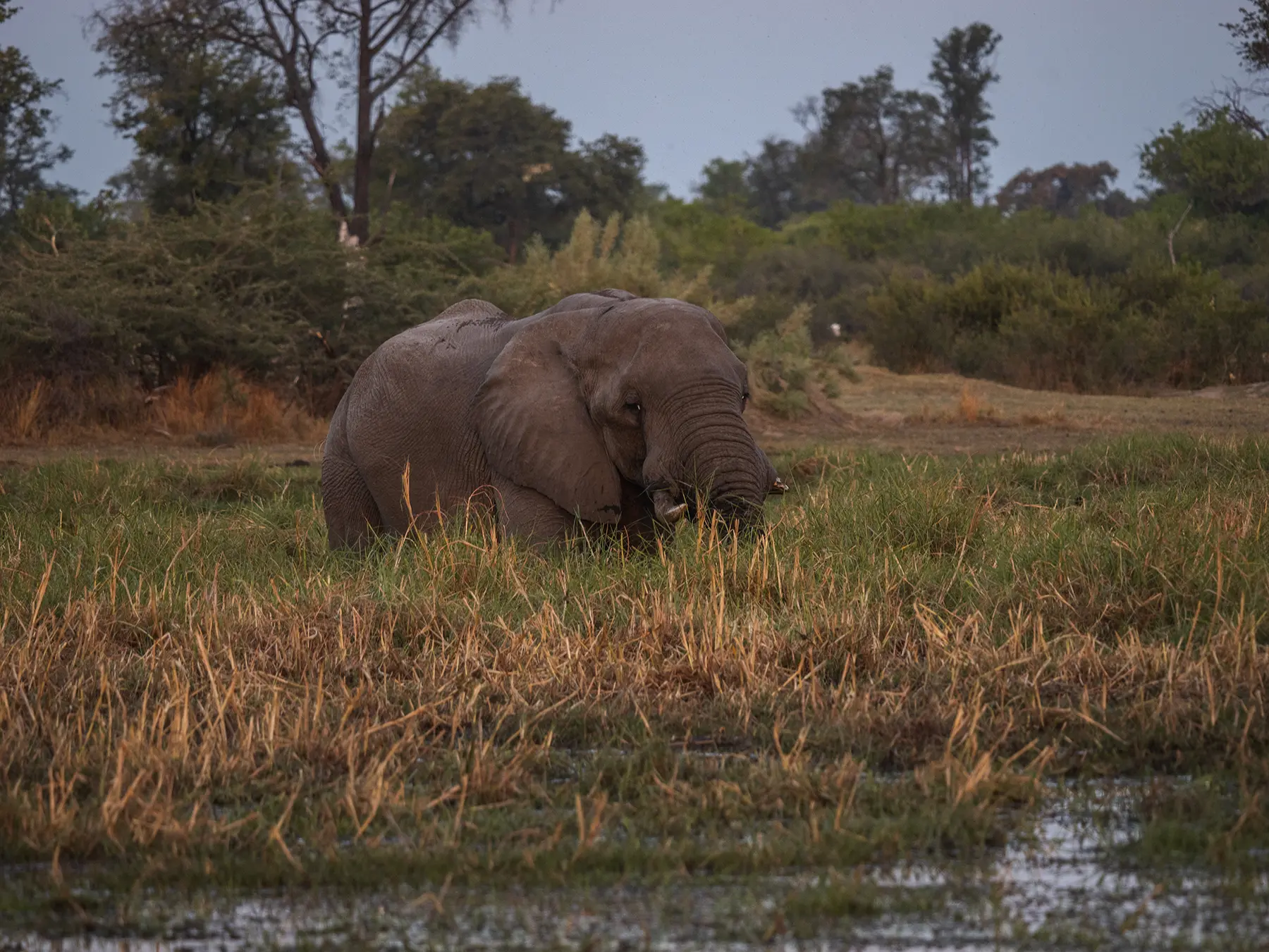 Bull elephant in Moremi Game, Okavango Delta, Reserve Botswana