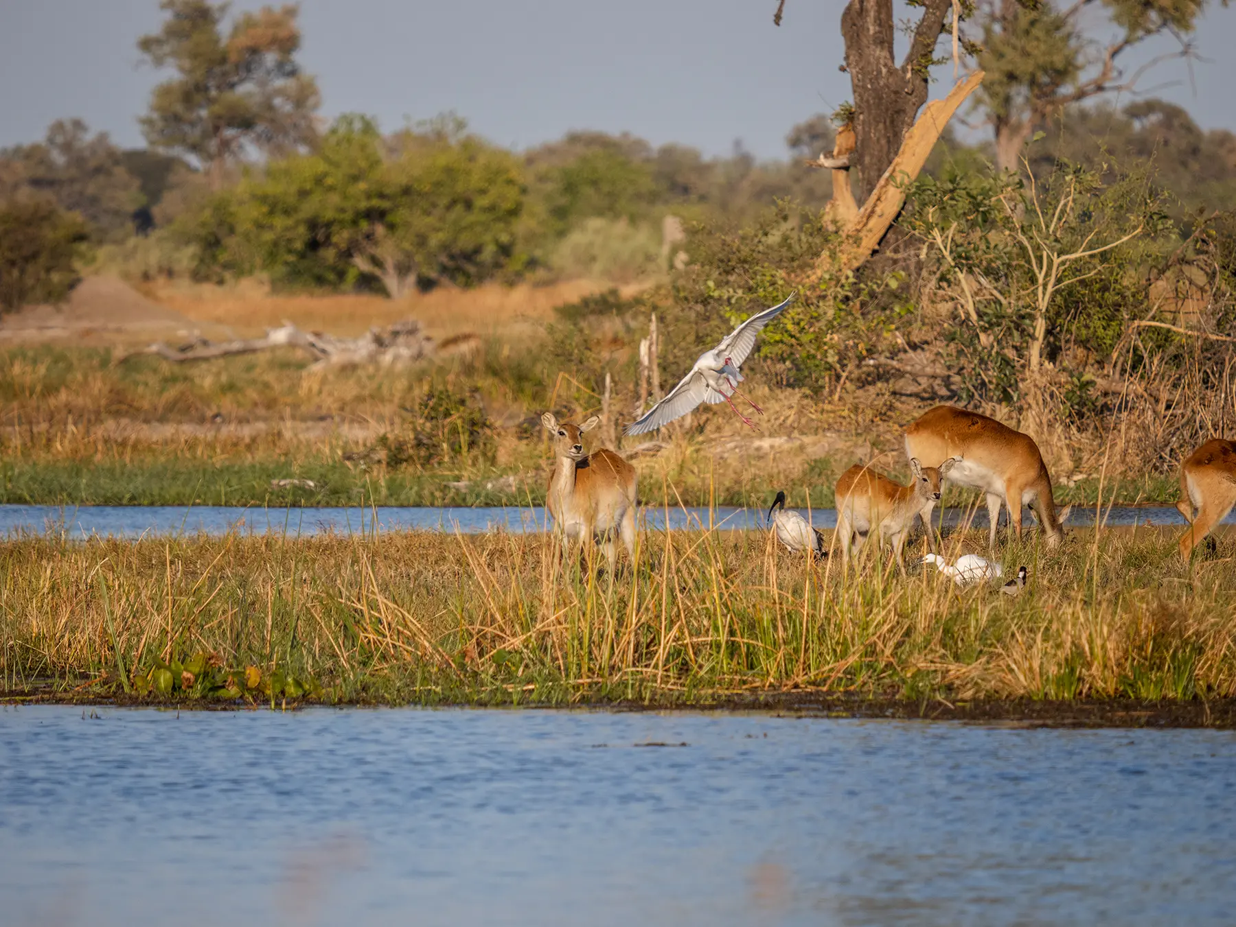 Red Lechwes and water birds in Moremi Game, Okavango Delta, Reserve Botswana