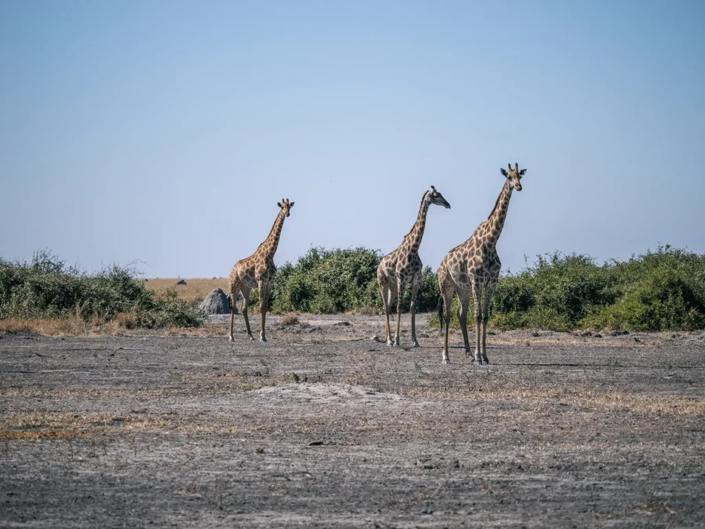 Three Southern giraffes in Savuti, Chobe National Park, Botswana
