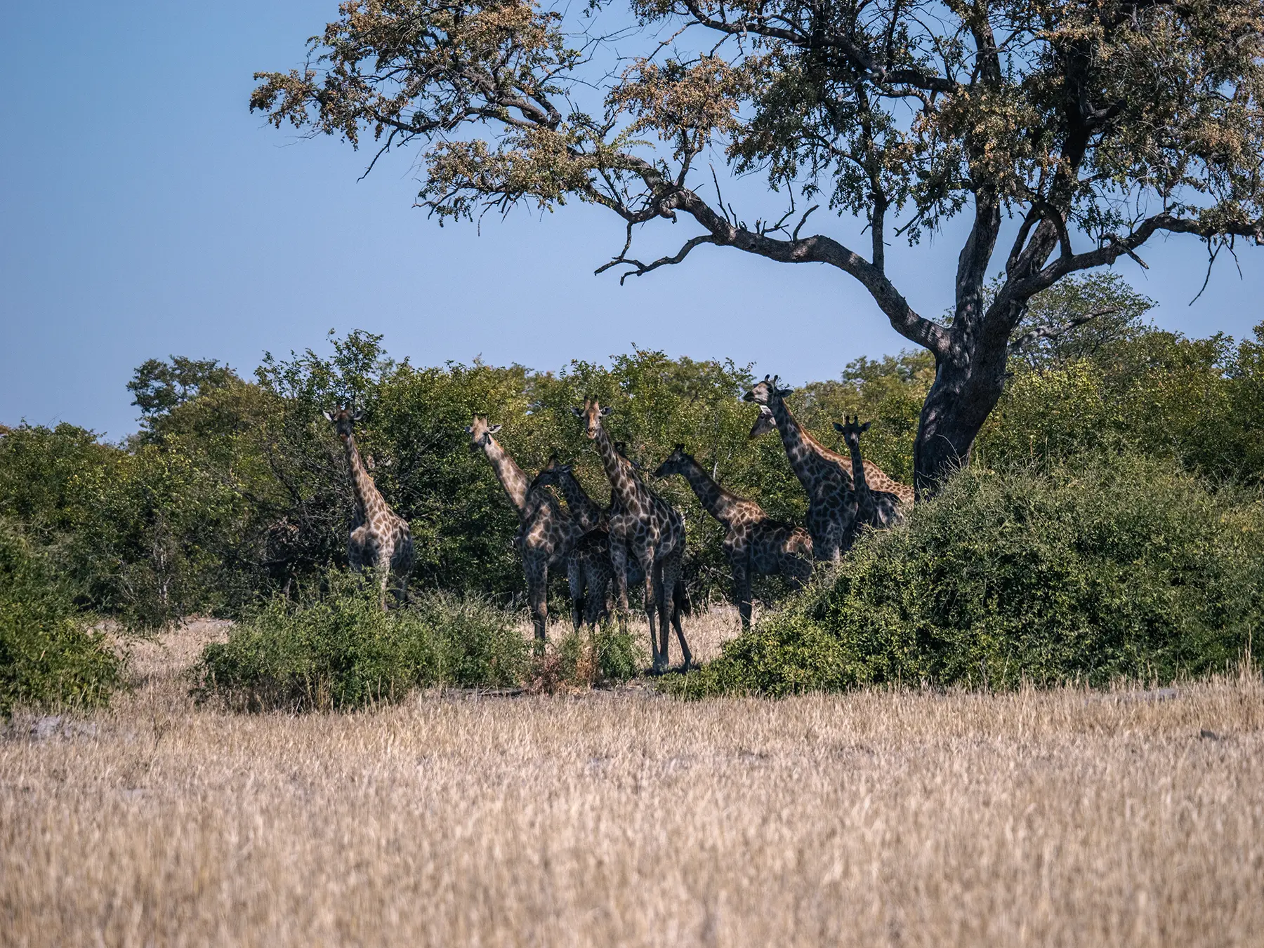 Tower of giraffes in Savuti, Chobe National Park, Botswana