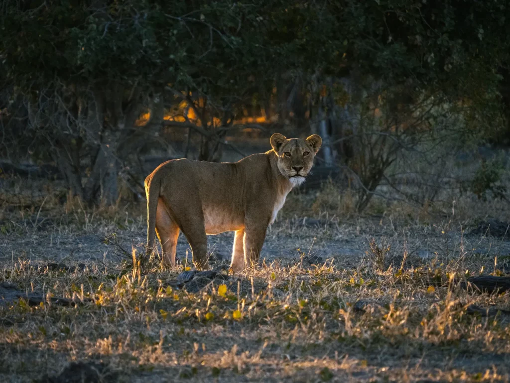 Lioness at golden hour in Savuti, Chobe National Park, Botswana