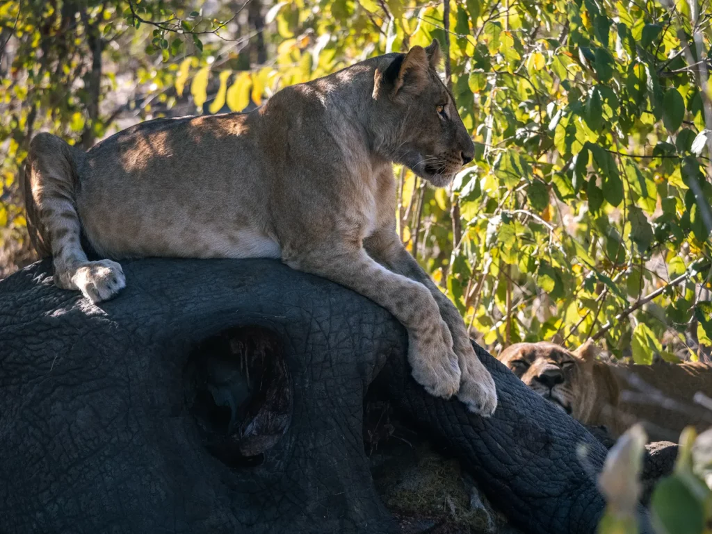 Lion cub on elephant caucus which died of old age. Savuti, Chobe National Park, Botswana