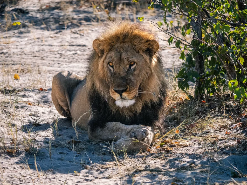 Black-maned male lion resting during the heat of the day in Botswana