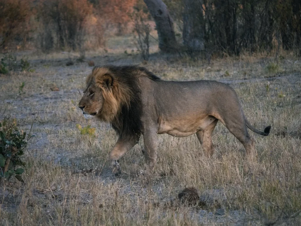 Male lion in Savuti, Chobe National Park, Botswana