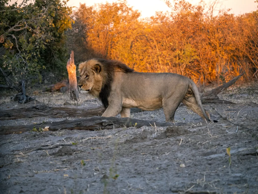 Black-maned male lion in Botswana