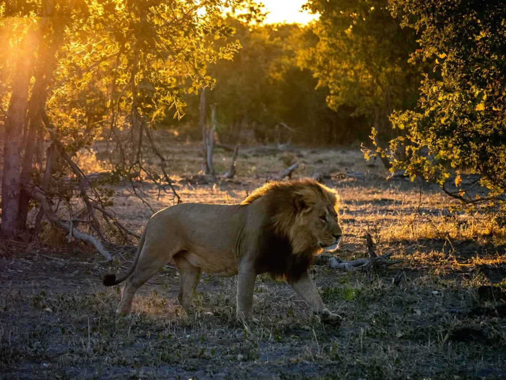 Lion in Khwai Community Area, Botswana