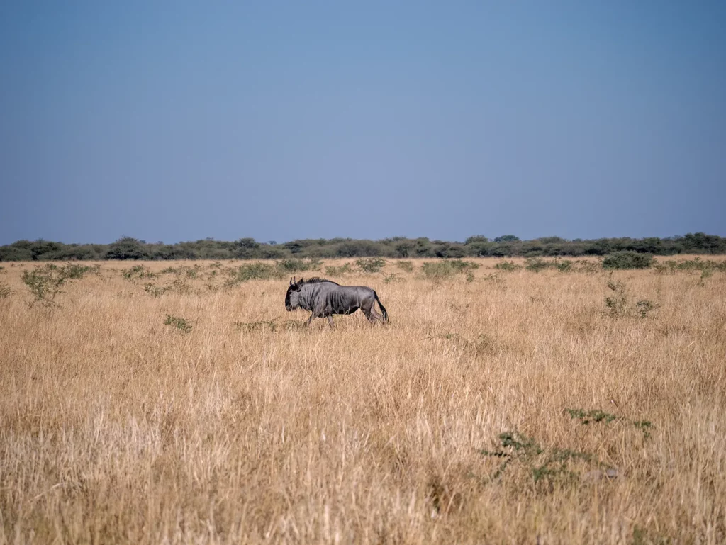 wildebeest  in Savuti, Chobe National Park, Botswana