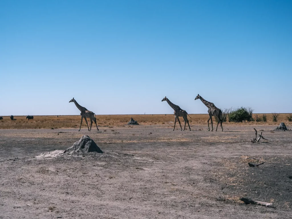 Tower of giraffes in Botswana