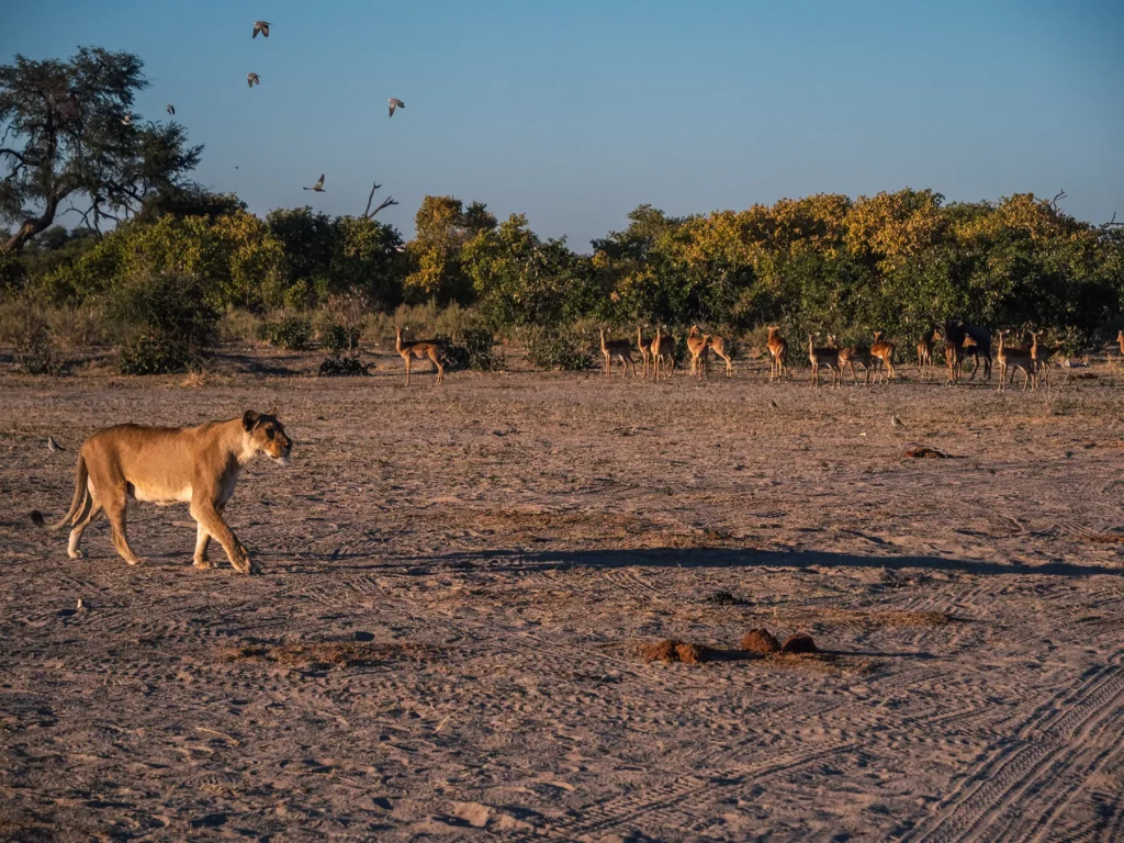 Lioness hunting in Savuti, Chobe National Park, Botswana