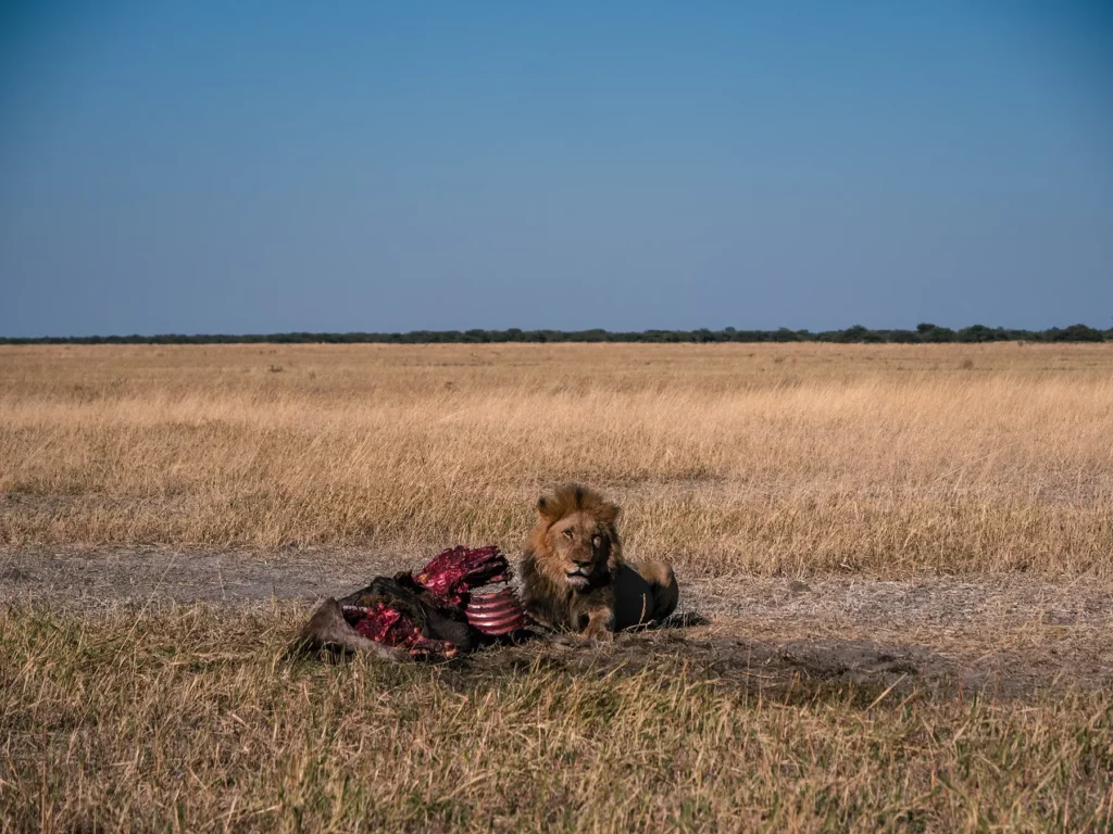 Lion with a wildebeest kill in Savuti, Chobe National Park, Botswana