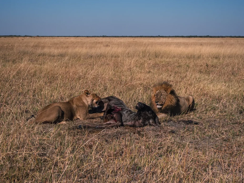 Lions with wildebeest kill in Savuti, Chobe National Park, Botswana