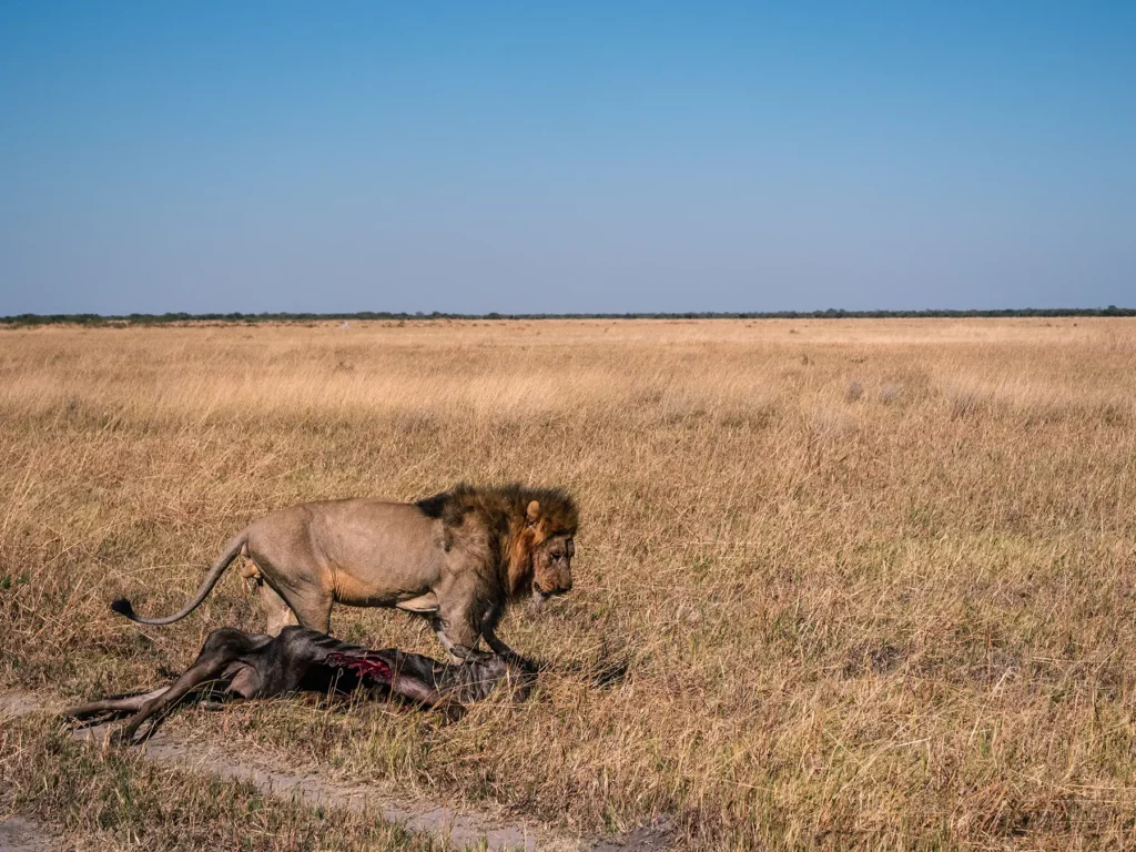 Lion with a wildebeest kill in Savuti, Chobe National Park, Botswana