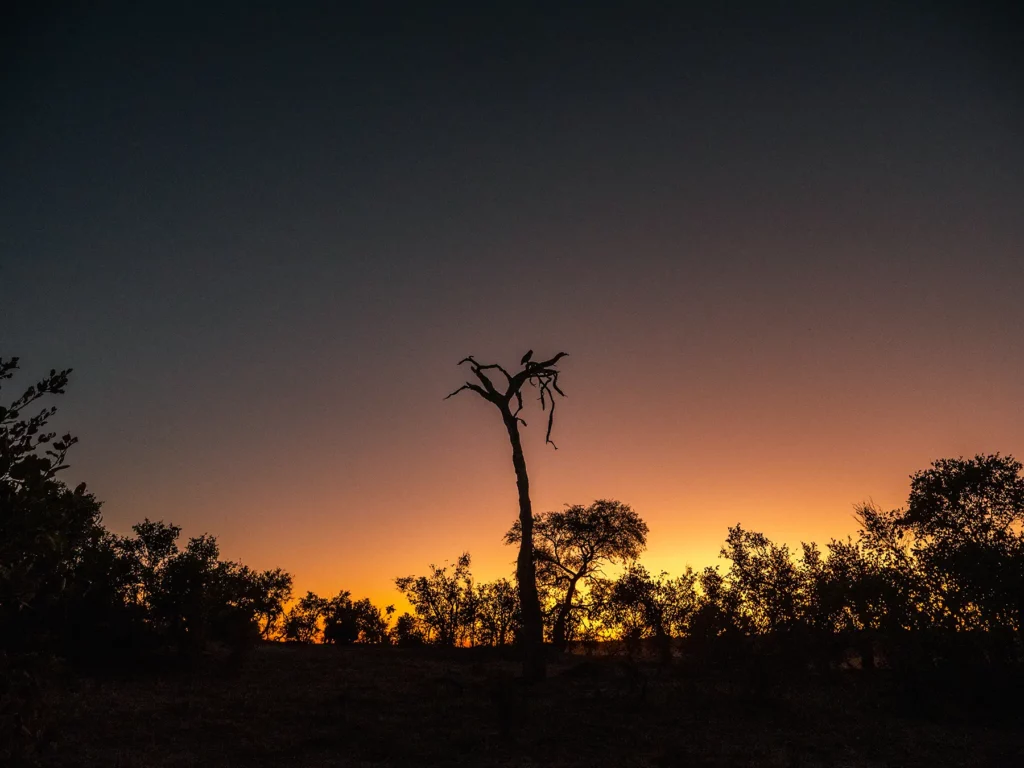Owl silhouette against a beautiful sunset in Savuti, Chobe National Park, Botswana