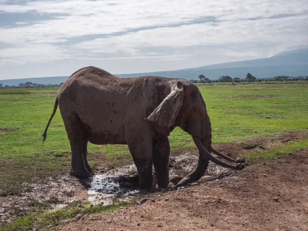 Pascal the elephant in Amboseli. He's one of the largest elephants in the national park
