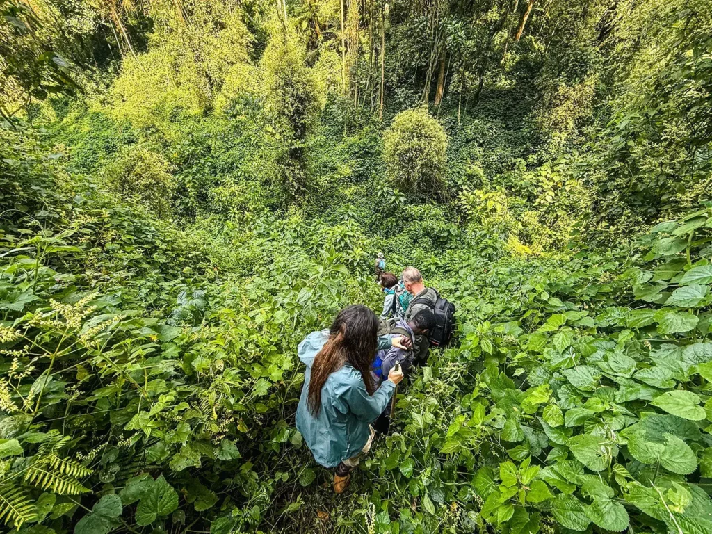 Ella McKendrick tracking gorillas at Bwindi Impenetrable Forest, Uganda