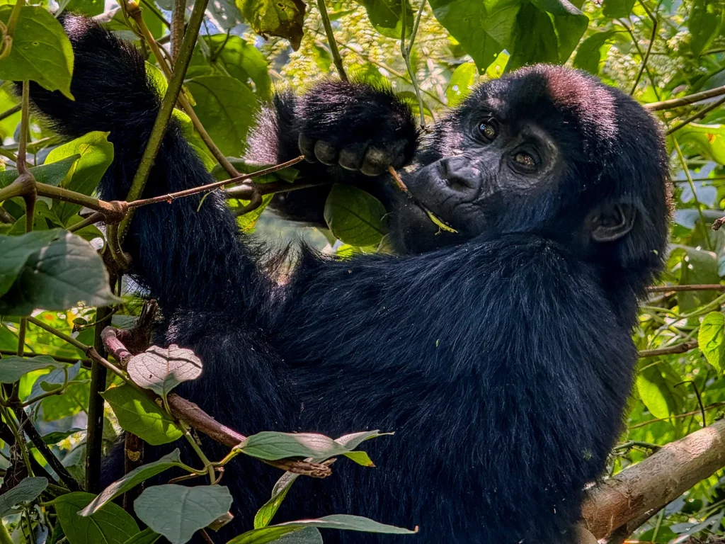 Female gorilla in tree in Bwindi Impenetrable Forest, Uganda