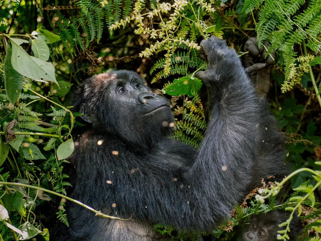 Female gorilla in Bwindi Impenetrable Forest, Uganda