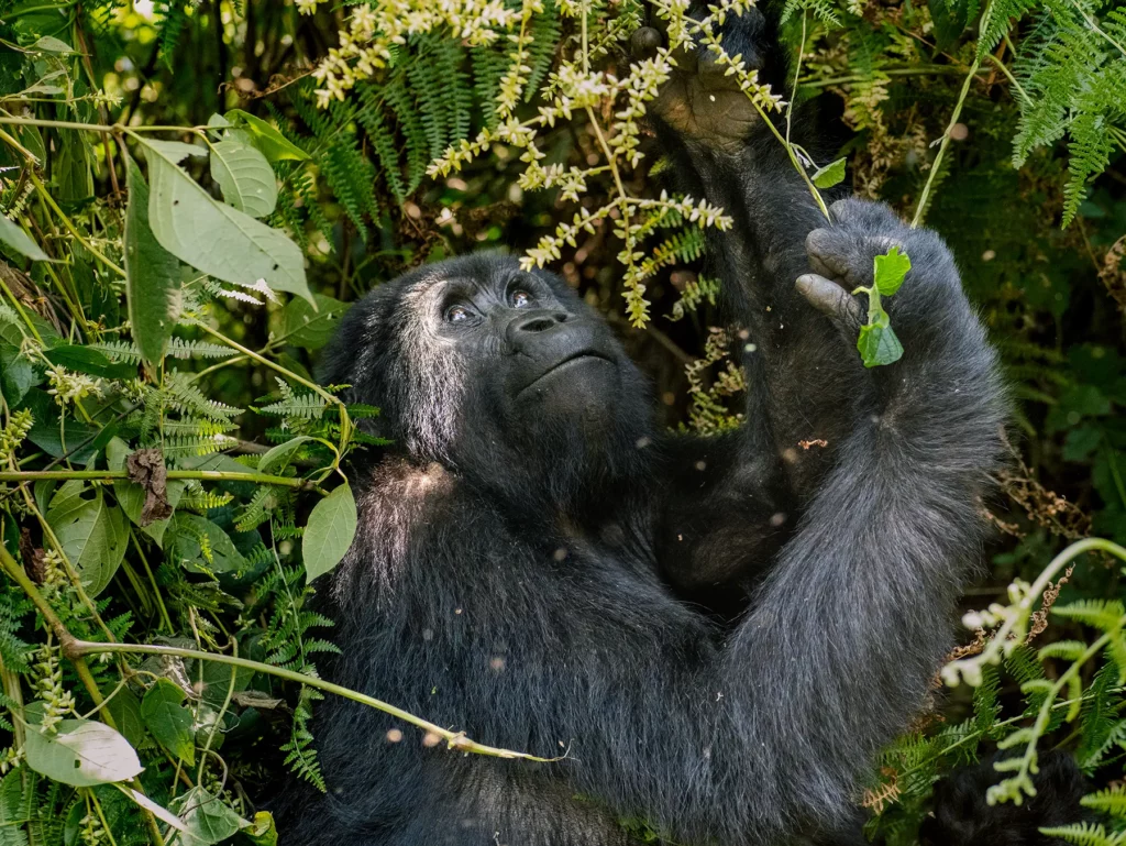Female mountain gorilla in tree in Bwindi Impenetrable Forest, Uganda