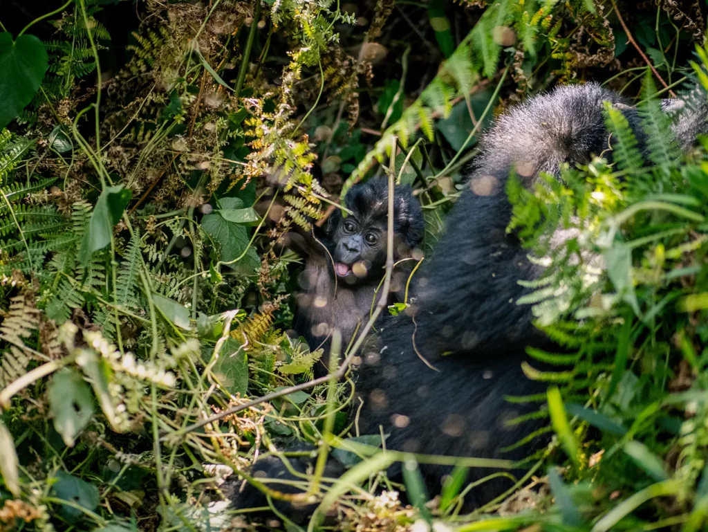 Baby mountain gorilla in tree in Bwindi Impenetrable Forest, Uganda