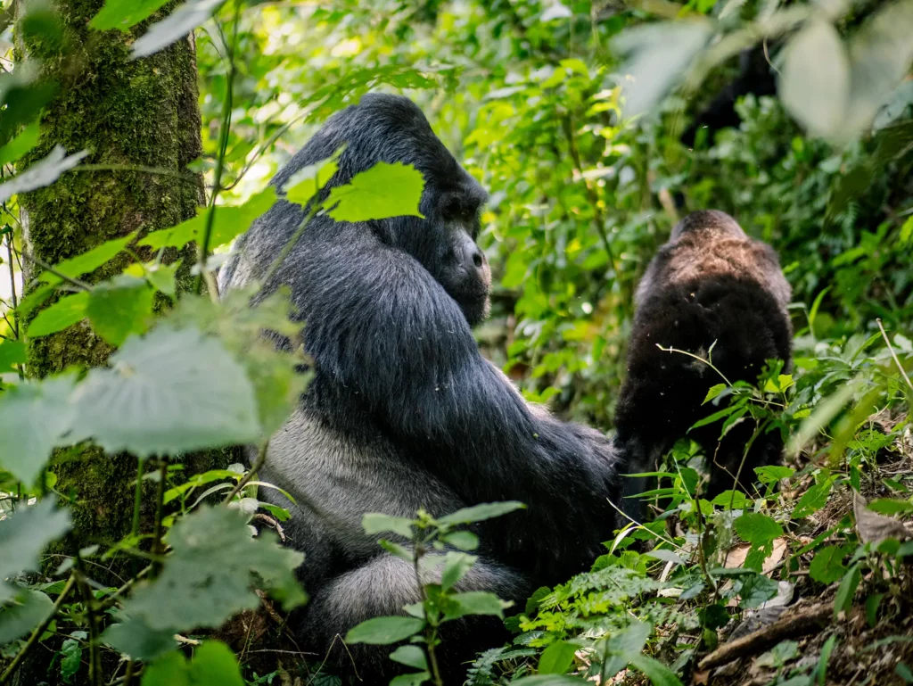 Male Silverback mountain gorilla in Bwindi Impenetrable Forest, Uganda