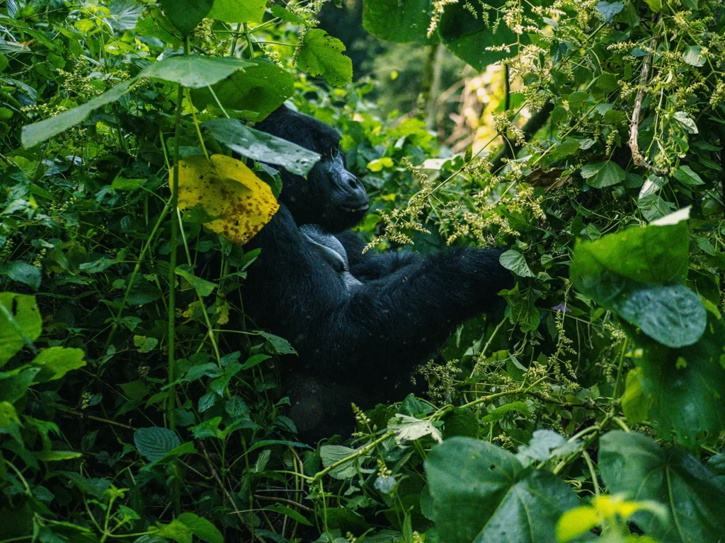 Female mountain gorilla in tree in Bwindi Impenetrable Forest, Uganda