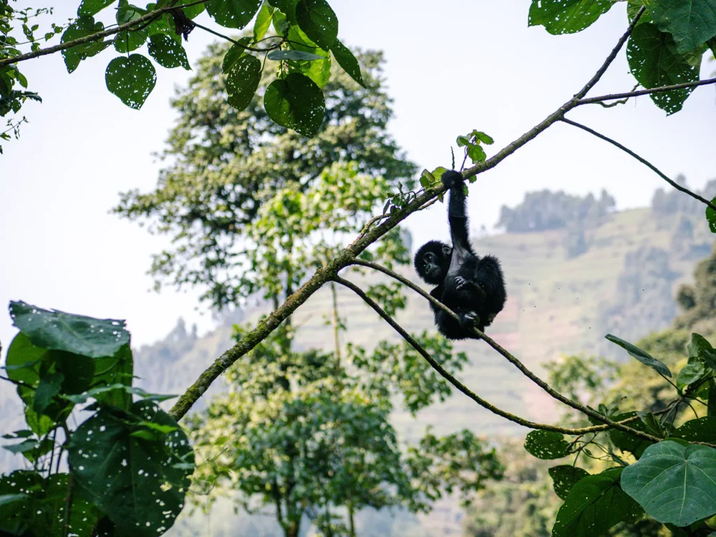Baby gorilla in Bwindi Impenetrable Forest, Uganda