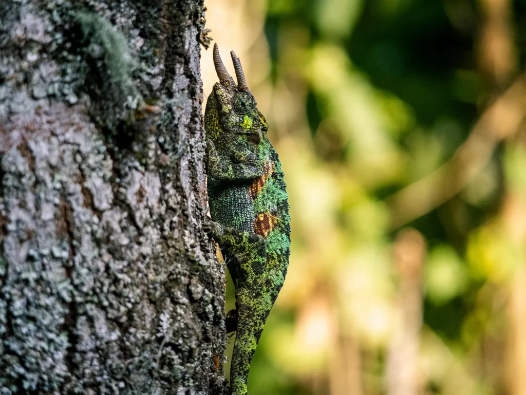 Three-horned chameleon, Bwindi Impenetrable Forest, Uganda