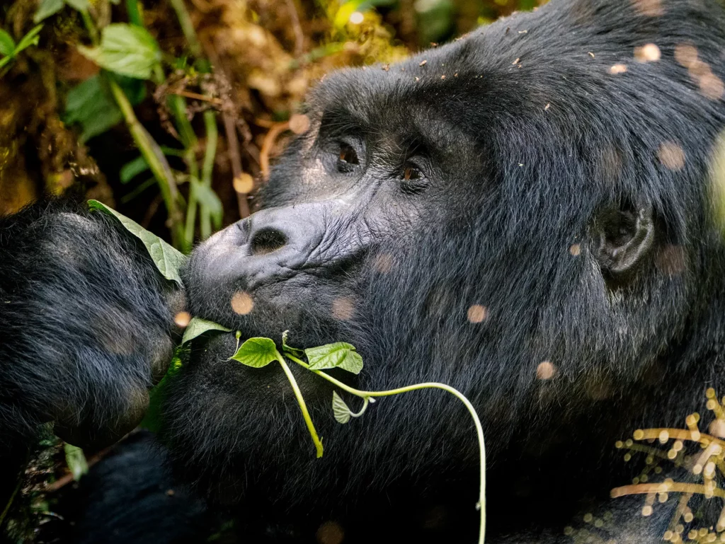 Silverback gorilla spotted when tracking in Bwindi Impenetrable Forest, Uganda