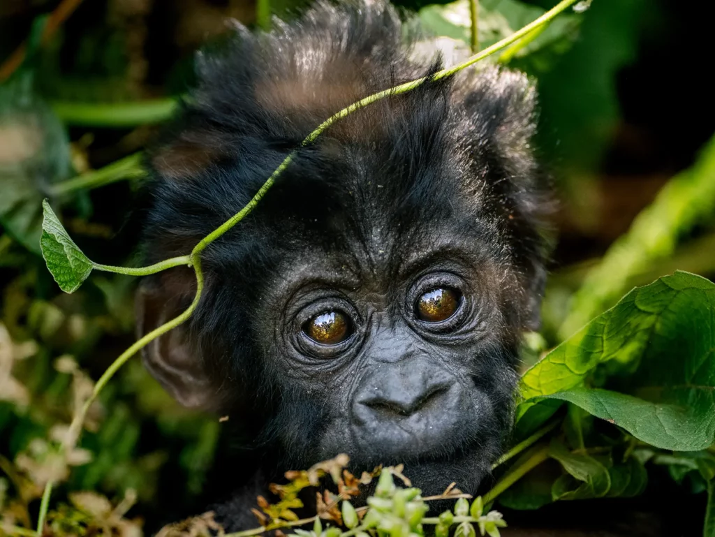 Young mountain gorilla in Bwindi Impenetrable Forest, Uganda