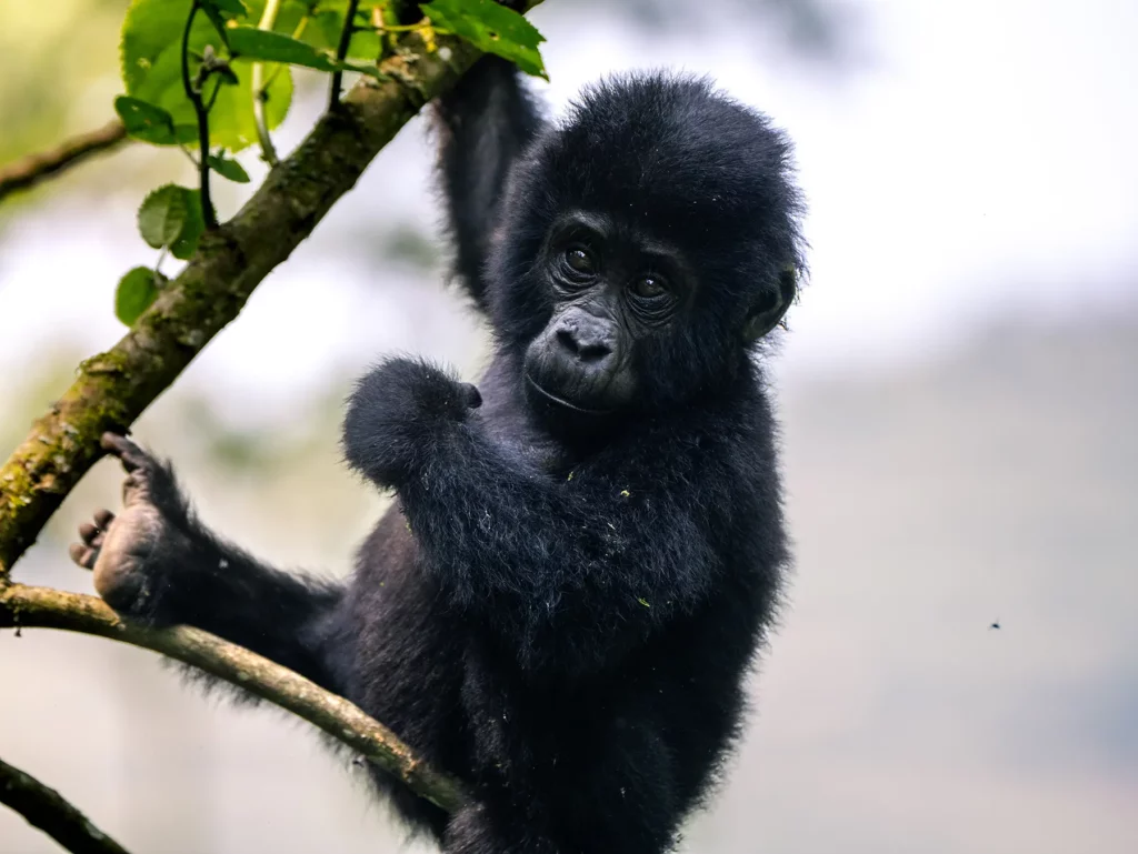 Young mountain gorilla in tree in Bwindi Impenetrable Forest, Uganda