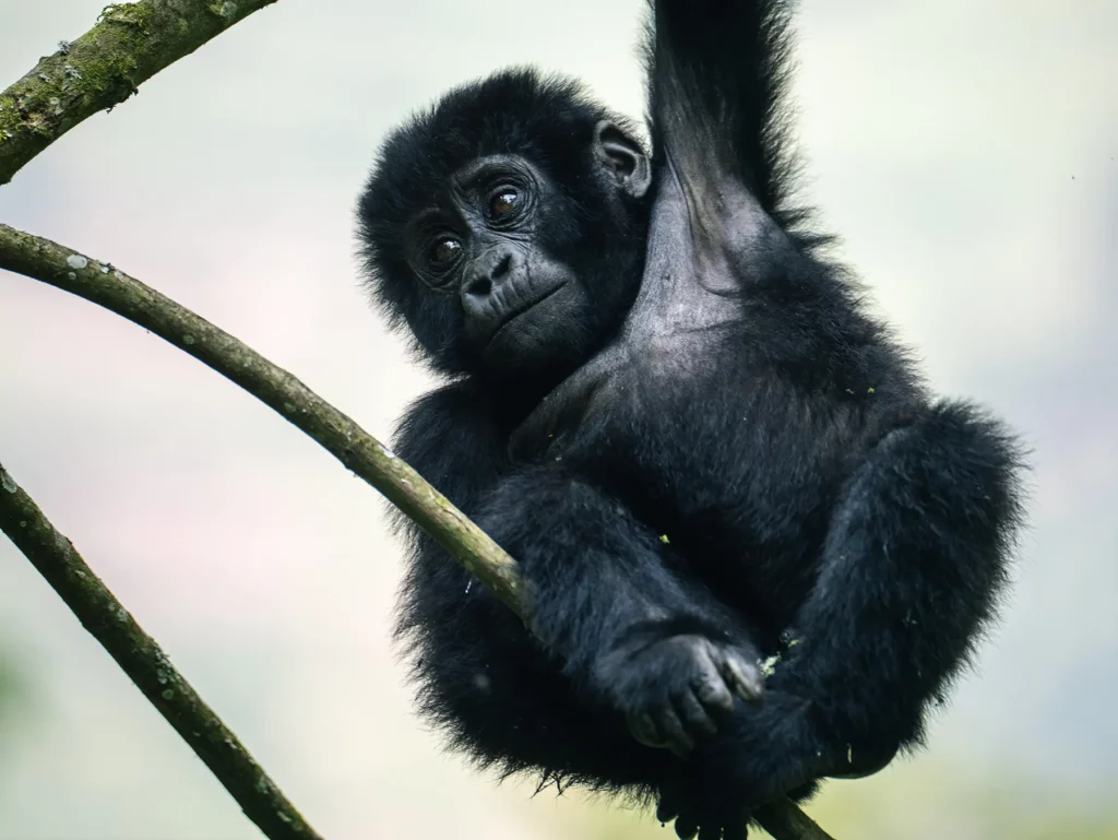 Young gorilla spotted when tracking in Bwindi Impenetrable Forest, Uganda