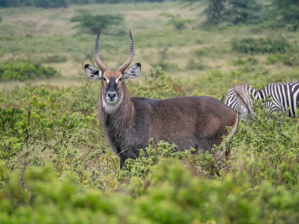 Waterbuck in Lake Nakuru National Park, Kenya