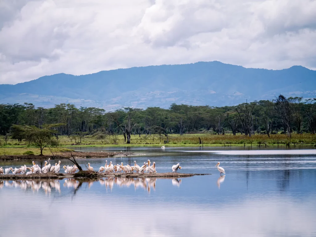Pelicans in Lake Nakuru National Park, Kenya