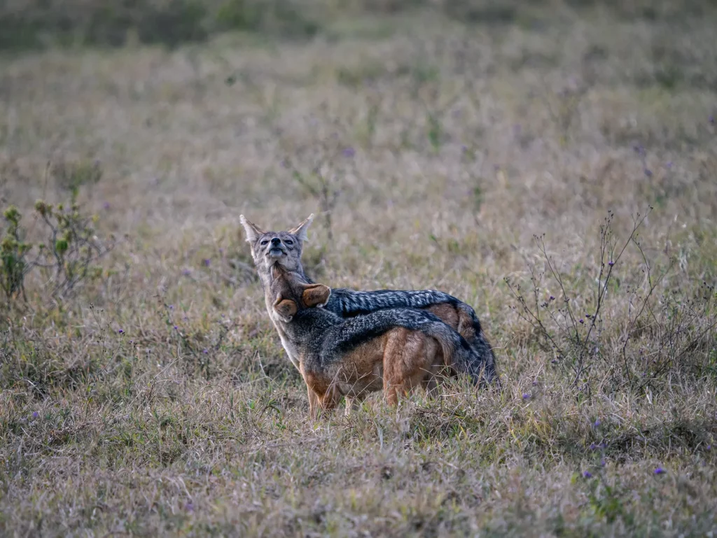 A pair of black-backed jackals in Lake Nakuru National Park.