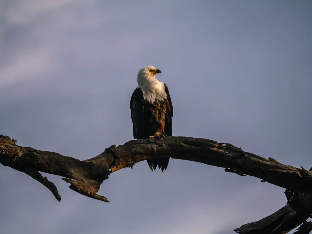 African fish eagle in Lake Nakuru National Park
