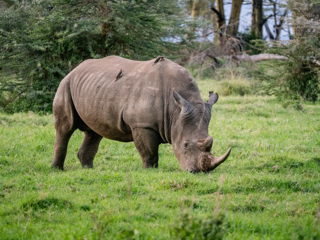 White rhino in Lake Nakuru National Park, Kenya